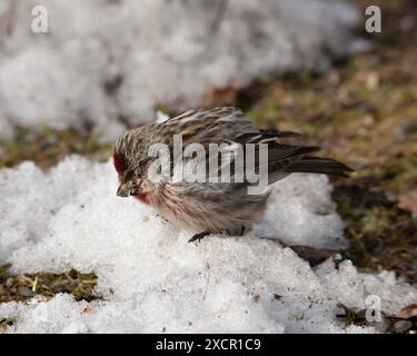 Wintervögel im Garten füttern. Gewöhnliche Rotpolle, männlich auf dem Boden, Vögel im Hintergrund. Stockfoto