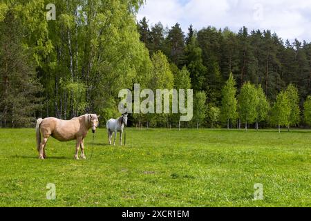 Zwei Pferde grasen an einem Sommertag auf der Wiese Stockfoto