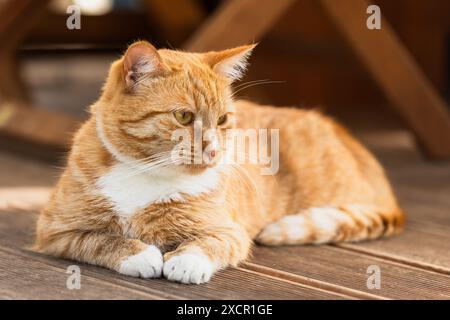 Porträt einer Ingwerkatze mit weißen Flecken auf Holzboden Stockfoto