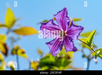 Violette Clematis-Blüte in natürlicher sonniger Atmosphäre Stockfoto