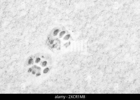 Katzenfußabdrücke in weißem Schnee, Nahaufnahme, Draufsicht Stockfoto