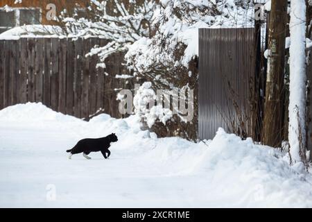 Eine schwarze weiße Katze überquert an einem Wintertag eine leere schneebedeckte Straße Stockfoto