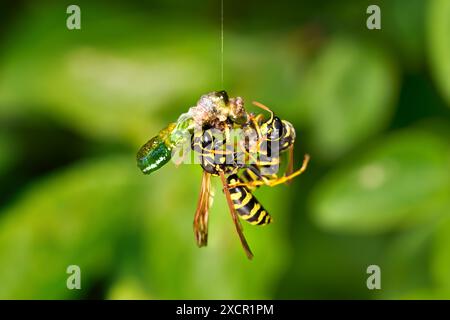 Zwei europäische Papierwäscher (Polistes dominula) greifen caterpillar während der Verpuppung an Stockfoto