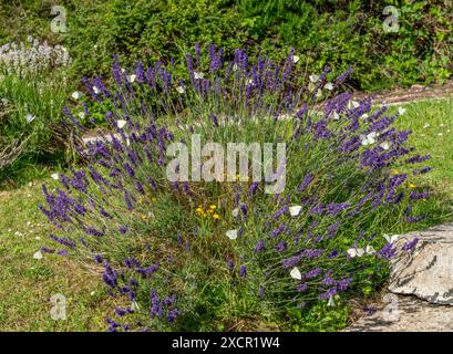 Die sonnige Sommerlandschaft zeigt einen blühenden Lavendelbusch und viele Weißkohl-Schmetterlinge in der Normandie, Frankreich Stockfoto