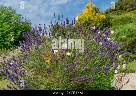 Die sonnige Sommerlandschaft zeigt einen blühenden Lavendelbusch und viele Weißkohl-Schmetterlinge in der Normandie, Frankreich Stockfoto