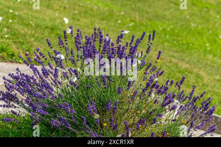 Die sonnige Sommerlandschaft zeigt einen blühenden Lavendelbusch und viele Weißkohl-Schmetterlinge in der Normandie, Frankreich Stockfoto