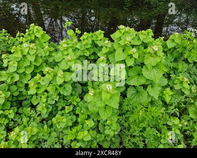 Gruppe blühender Knoblauchsenf (Alliaria petiolata) Stockfoto