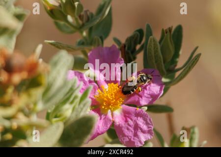 Steinrosenblüte (cistus albidus) mit Bokeh und andrena-Biene, Alcoy, Spanien Stockfoto