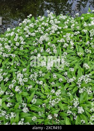 Blühender Wilder Knoblauch (Alium ursinum) Stockfoto