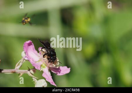 Schwarze Biene, die sich an brombeerblüte ernährt, Rubus ulmifolius, mit negativem Raum, Alcoy, Spanien Stockfoto