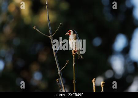 Europäischer Goldfink (Carduelis carduelis), der während des Sonnenuntergangs im Naturpark Fuente Roja in Alcoy, Spanien, auf einem Baumzweig thront Stockfoto