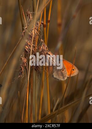 Eine kleine Heide, die auf dem Gras liegt. Stockfoto