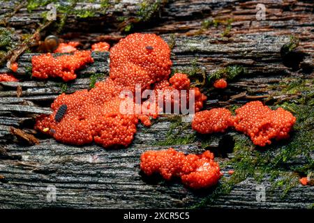 Tubifera ferruginosa, allgemein bekannt als Himbeerschleimform - Pisgah National Forest, Brevard, North Carolina, USA Stockfoto