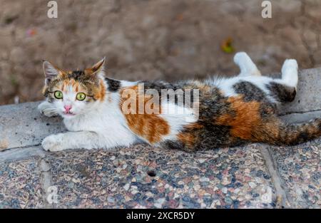 Das wollte ich nicht, aber ich habe gerade die arme Katze geweckt. Stockfoto