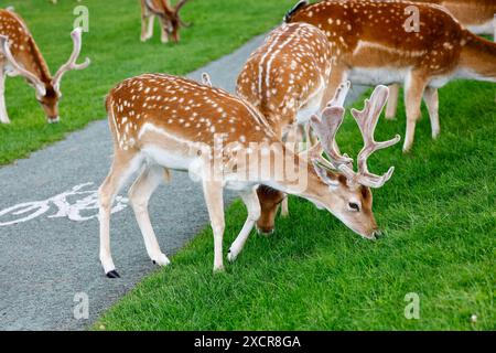 Wilde Damhirsche, die Gras entlang der Fahrradstrecke im Phoenix Park, Dublin, Irland, weiden Stockfoto