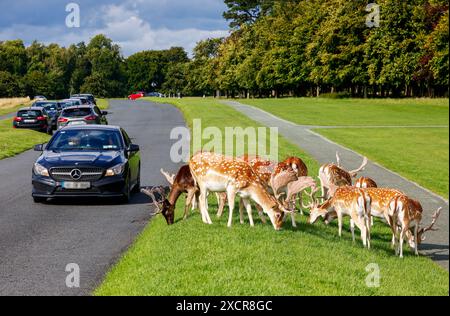 Hirsche, die neben der Straße im Phoenix Park in Dublin weiden, während Autos an der Wildtierherde vorbeifahren. Irland Stockfoto