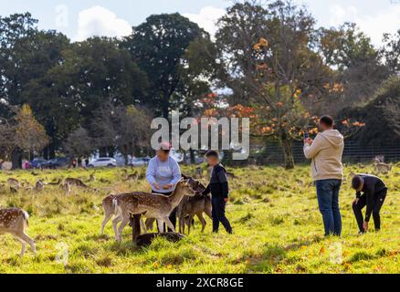 Menschen, die wilde Damhirsche „Dama Dama“ im Phoenix Park, Dublin, Irland, füttern und berühren. Stockfoto
