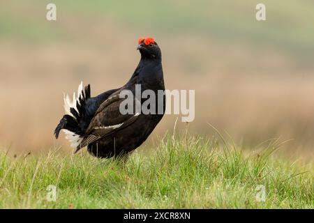 Schwarzhühner, wissenschaftlicher Name, Lyrurux tetrix. Nahaufnahme eines männlichen Schwarzhühns auf bewirtschaftetem Moorland in Swaledale, Yorkshire Dales, aus dem entnommen wurde Stockfoto