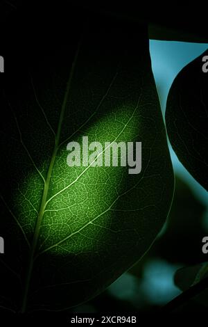 Grünes Chlorophyll und Blattadern, in denen die Sommersonne durchscheint. Stockfoto