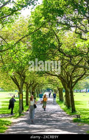 Menschen, die auf dem baumbestandenen Fußweg in den Meadows, Edinburgh, spazieren Stockfoto