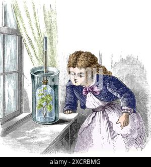 "Apparat, das den Sauerstoff aufgefangen, der aus einem Zweig von Blättern entsteht." Illustration aus J. Steele Dormans A Popular Chemistry, 1887. Stockfoto