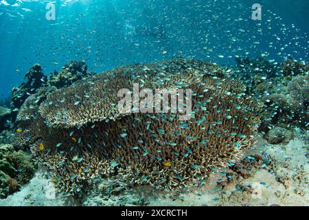 Horden von blau-grünen Chromis bilden sich über einer großen Tafelkoralle in der Nähe von Alor, Indonesien. Diese wunderschöne Region bietet eine außergewöhnliche Artenvielfalt im Meer. Stockfoto