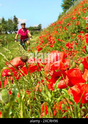 Nette Seniorin, die ein elektrisches Mountainbike zwischen blühenden roten Mohnfeldern fährt Stockfoto