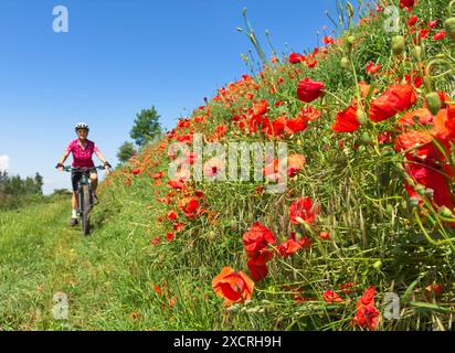 Nette Seniorin, die ein elektrisches Mountainbike zwischen blühenden roten Mohnfeldern fährt Stockfoto