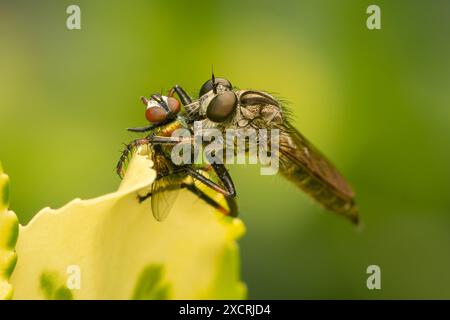 Machimus diptera ernährt sich von einer Lucilia-Fliege mit bläulichem grünem und gelbem Hintergrund Stockfoto