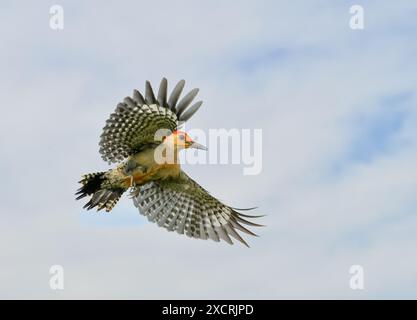 Rotbauchspecht im Flug, mit bewölktem Himmel Hintergrund Stockfoto