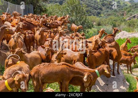 Granada, Spanien: 19. April 2024: Ziegen auf einem Bauernhof in Andalusien, Granada, Spanien Stockfoto