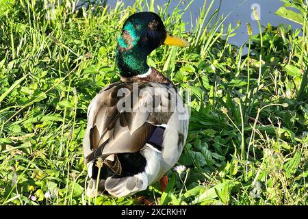 Themenfoto: Natur, Lebewesen, Tier, Vogel, Wasservogel, Ente, 16.06.2024 Erpel der Stockente Themenfoto: Natur, Lebewesen, Tier, Vogel, Wasservogel, Ente, 16.06.2024 *** Themenfoto Natur, Lebewesen, Tier, Vogel, Wasservögel, Ente, 16 06 2024 drake der Stockenten Thema Foto Natur, Lebewesen, Tier, Vogel, Wasservögel, Duck, 16 06 2024 Copyright: xAugstx/xEibner-Pressefotox EP jat Stockfoto