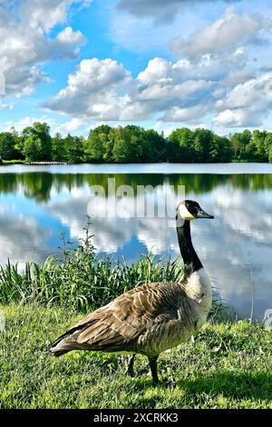 Themenfoto: Natur, Lebewesen, Tier, Vogel, Wasservogel, Gans, 16.06.2024 eine Kanadagans am Ufer eines Sees Themenfoto: Natur, Lebewesen, Tier, Vogel, Wasservogel, Gans, 16.06.2024 *** Themenfoto Natur, Lebewesen, Tier, Vogel, Wasservögel, Gans, 16 06 2024 Eine Kanadische Gans am Ufer eines Sees Thema Foto Natur, Lebewesen, Tier, Vogel, Wasservögel, Goose, 16 06 2024 Copyright: xAugstx/xEibner-Pressefotox EP jat Stockfoto