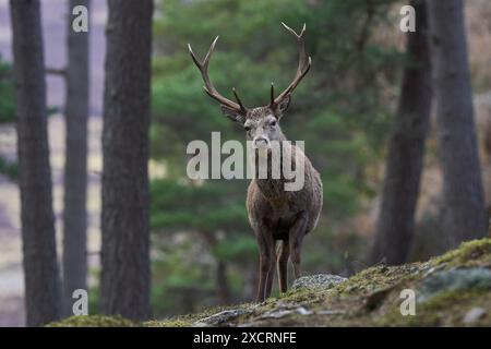 Rotwild-Hirsch (Cervus elaphus), der zwischen Bäumen in einem Kiefernwald im Hochland Schottlands, Vereinigtes Königreich, steht. Stockfoto
