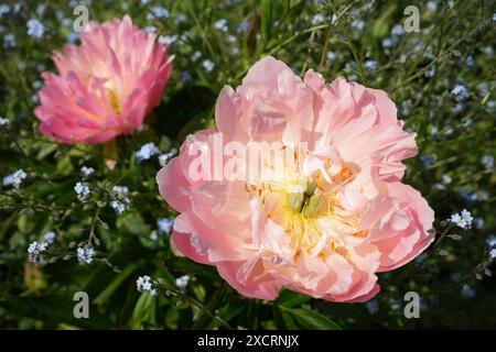 Wunderschöne rosafarbene und gelbe Gartenpfingstrose, Paeonia Lactiflora mit blauen alpinen Vergissmeinnots, Myosotis alpestris. Stockfoto