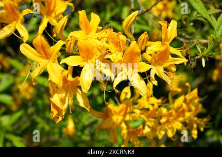 Wunderschöne gelbe Azaleen, Rhododendron luteum, in der Sommersonne. Stockfoto