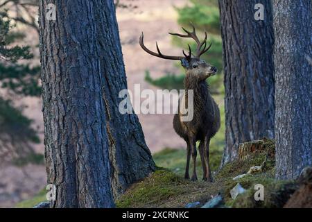 Rotwild-Hirsch (Cervus elaphus), der zwischen Bäumen in einem Kiefernwald im Hochland Schottlands, Vereinigtes Königreich, steht. Stockfoto