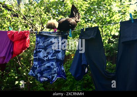 Die Bilder zeigen schwarz-polnische Bantams mit weißem Wappen, die großartige Haustiere machen können, selbst wenn Sie nur einen kleinen Garten oder Garten haben, ideal für kleine Kinder. Stockfoto