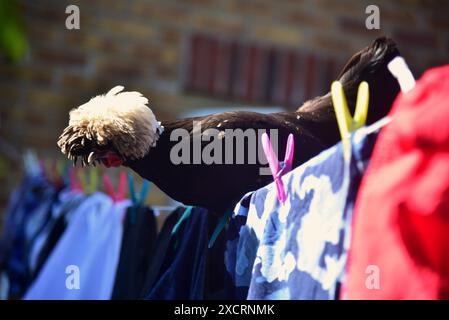 Die Bilder zeigen schwarz-polnische Bantams mit weißem Wappen, die großartige Haustiere machen können, selbst wenn Sie nur einen kleinen Garten oder Garten haben, ideal für kleine Kinder. Stockfoto