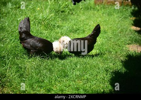 Die Bilder zeigen schwarz-polnische Bantams mit weißem Wappen, die großartige Haustiere machen können, selbst wenn Sie nur einen kleinen Garten oder Garten haben, ideal für kleine Kinder. Stockfoto