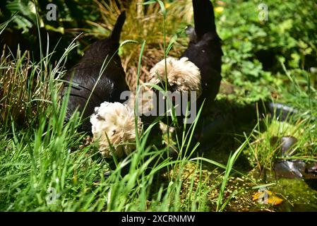 Die Bilder zeigen schwarz-polnische Bantams mit weißem Wappen, die großartige Haustiere machen können, selbst wenn Sie nur einen kleinen Garten oder Garten haben, ideal für kleine Kinder. Stockfoto