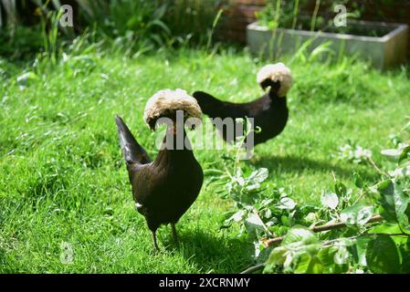 Die Bilder zeigen schwarz-polnische Bantams mit weißem Wappen, die großartige Haustiere machen können, selbst wenn Sie nur einen kleinen Garten oder Garten haben, ideal für kleine Kinder. Stockfoto