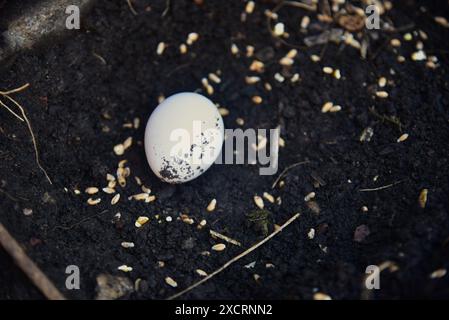 Die Bilder zeigen schwarz-polnische Bantams mit weißem Wappen, die großartige Haustiere machen können, selbst wenn Sie nur einen kleinen Garten oder Garten haben, ideal für kleine Kinder. Stockfoto