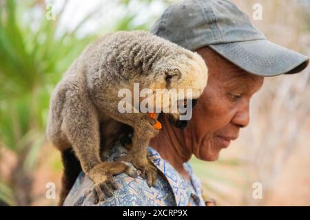 Madagaskar. 19. oktober 2023. Eine Herde brauner Lemuren nimmt Nahrung aus der Hand eines Mannes in Madagaskar. Zähme Lemuren sitzen auf der Schulter des Parkrangers Stockfoto