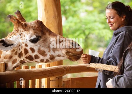 Berlin, Deutschland. 30.06. 2023. Junge Frauen füttern Giraffen im Zoo Stockfoto