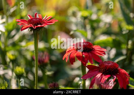 Coneflower (Echinacea) mit roten Blüten in voller Blüte und teilweise in der Sonne weiß Stockfoto