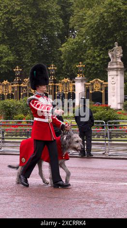 Seamus Irish Guards Irish Wolfhound Mascot Trooping The Colour Color The Mall London 2024 Stockfoto