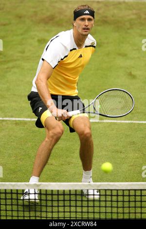 18. Juni 2024, Nordrhein-Westfalen, Halle/Westfalen: Tennis: ATP Tour Halle/Westfalen, Männer-Einzel, 1. Runde, Otte gegen Zverev (beide Deutschland), Alexander Zverev im Einsatz. Foto: Claus Bergmann/dpa Stockfoto