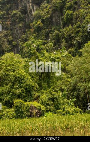 Schlängeln Sie sich entlang des herrlich ruhigen Tam Coc Flusses, Ninh Binh, Vietnam. Verführerisch, Erstaunlich, Atemberaubend, Fesselnd, Blendend, Ausgezeichnet, Stockfoto