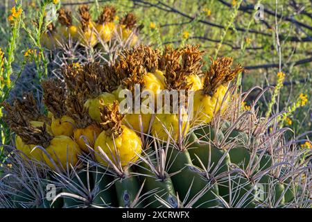 Nahaufnahme des Fischhakenkaktus mit gelben Früchten im Frühling im Saguaro Nationalpark Stockfoto